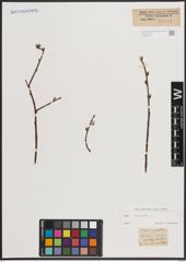Foto von Salix caprea L.